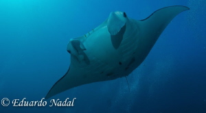 manta by Eduardo Nadal 
